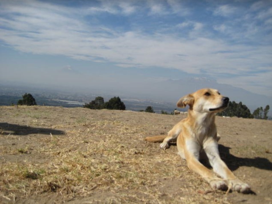 can dogs meditate