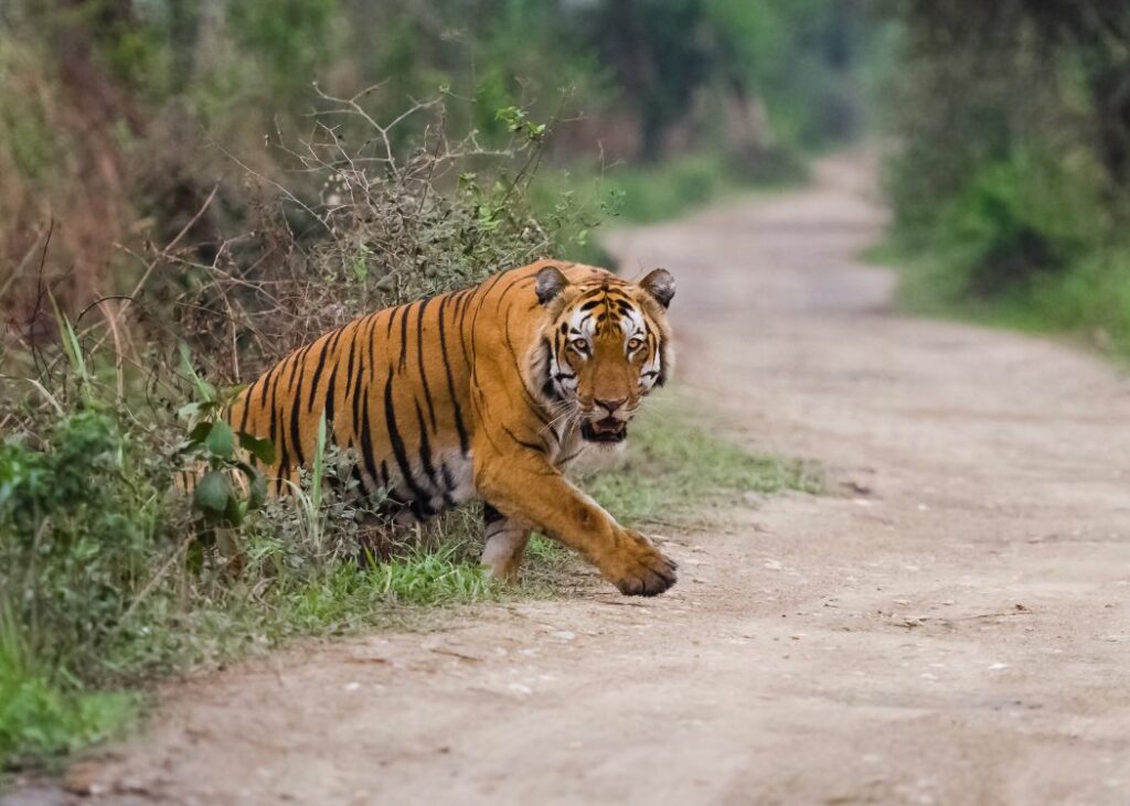 Tiger crossing the road